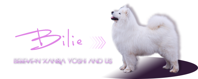 samojed BelievenXamba Yoshi and us