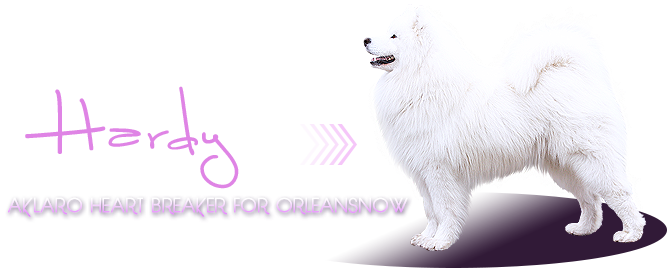 samojed Aklaro Heart Breaker for Orleansnow