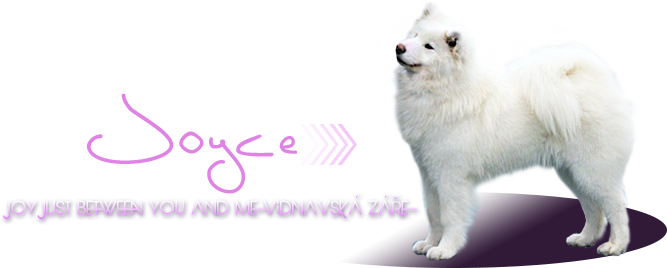 samojed Joy Just between You and Me Vidnavsk ze
