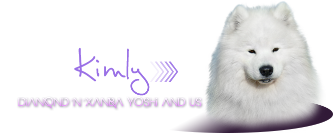 samoyed Diamond´n´Xamba Yoshi and Us