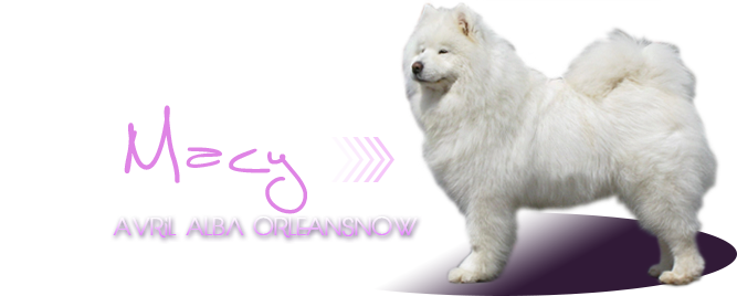 samojed Avril Alba Orleansnow