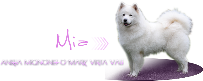 samojed Amelia Miqnonet OMark Virta Vali