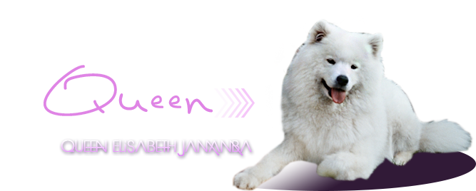 samojed Queen Elisabeth Jamamba