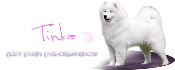 samojed Kiddy Katrin Katie Orleansnow