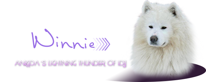 samojed Amkidas Lightning Thunder of Idij