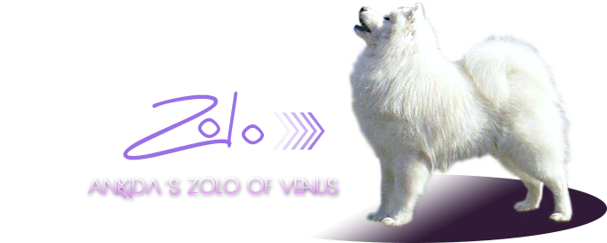 samoyed Amkida´s Zolo of Venus