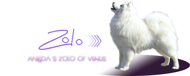 samojed Amkidas Zolo of Venus